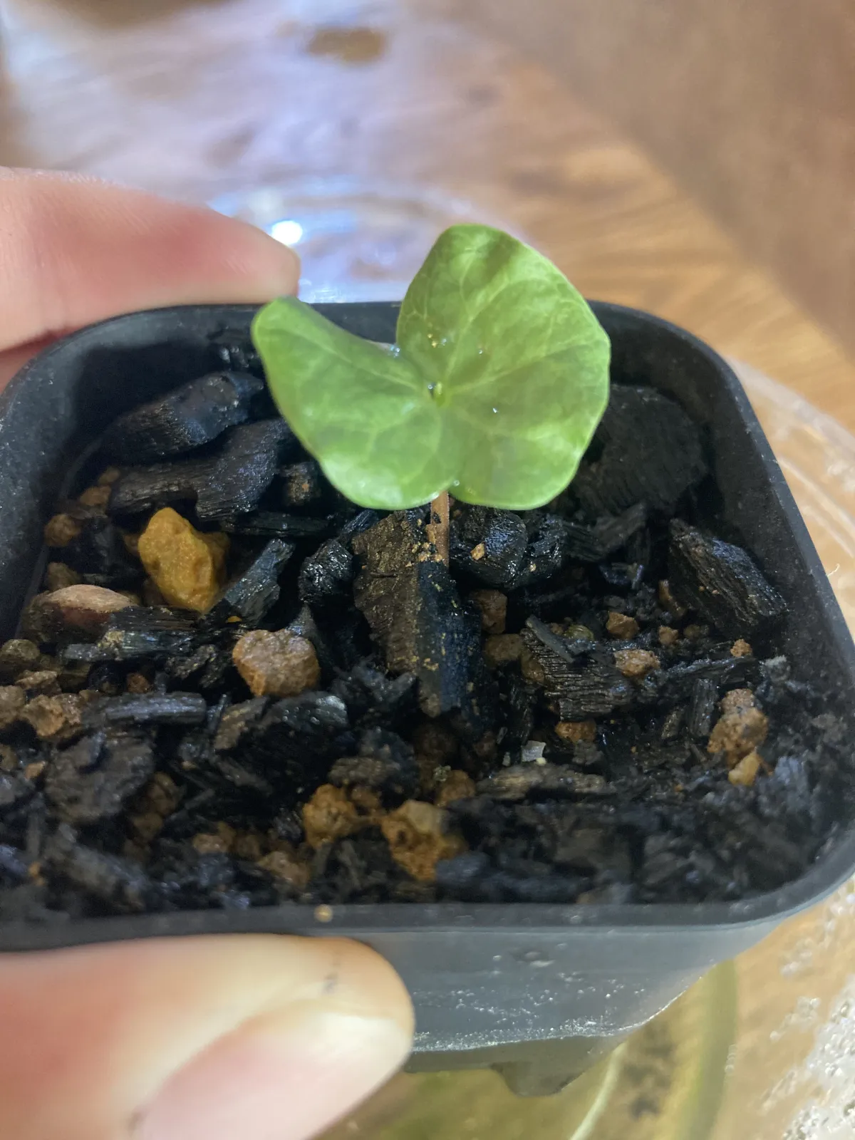 Commiphora monstruosa (コミフォラ モンストローサ)