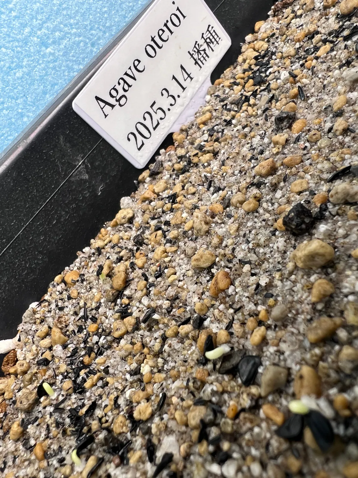 Agave oteroi (アガベ オテロイ)