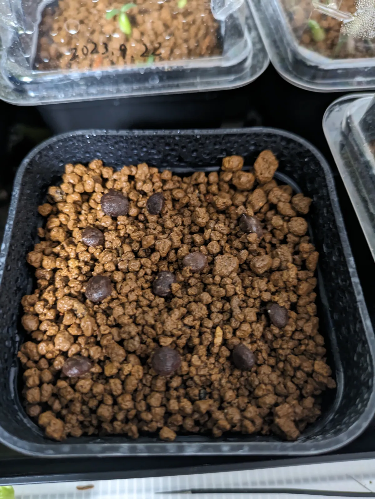 Operculicarya pachypus (オペルクリカリア パキプス)