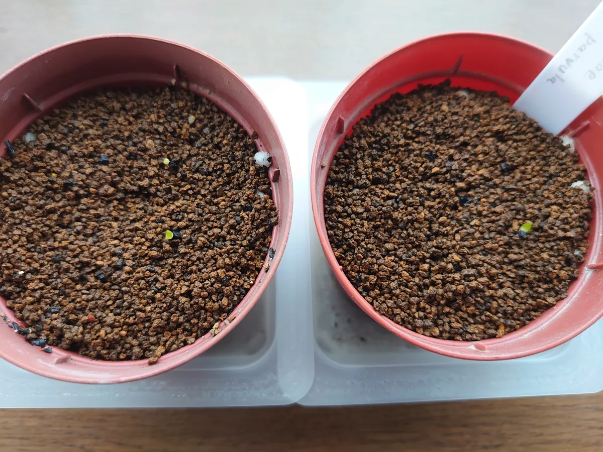 Aloe parvula (アロエ パルブラ 女王錦)