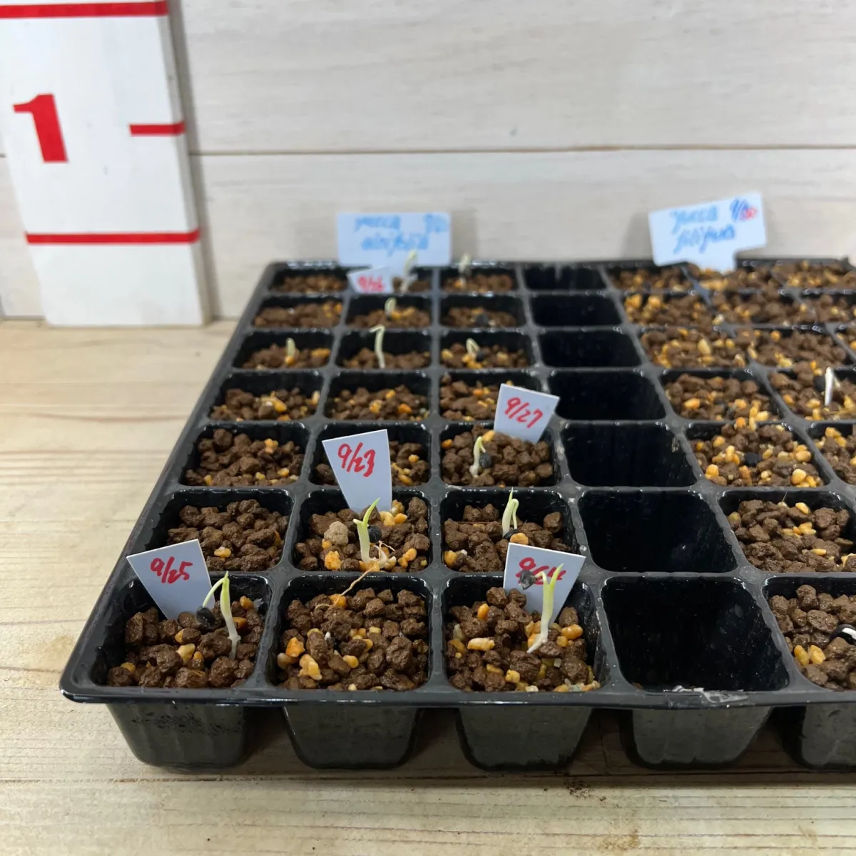 Yucca aloifolia (ユッカ アロイフォリア)