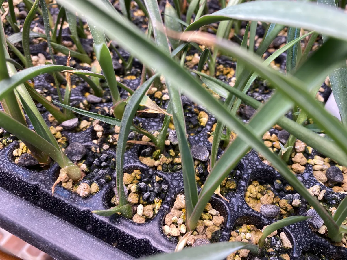 Yucca carnerosana (ユッカ カルネロサーナ)