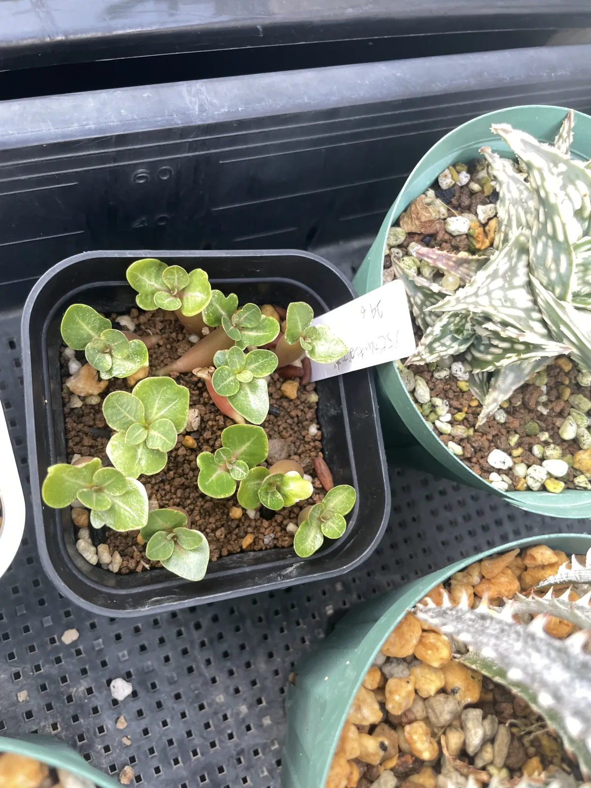 Adenium arabicum King Kong (アデニウム アラビカム キングコング)