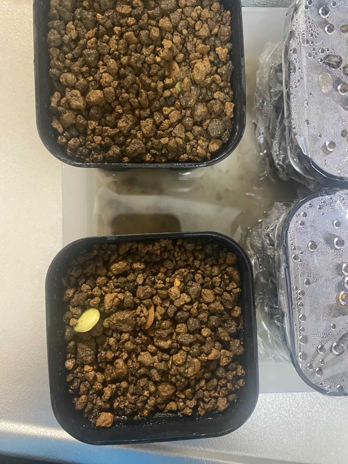 Acacia Acacia burkei (アカシア ブルケイ)