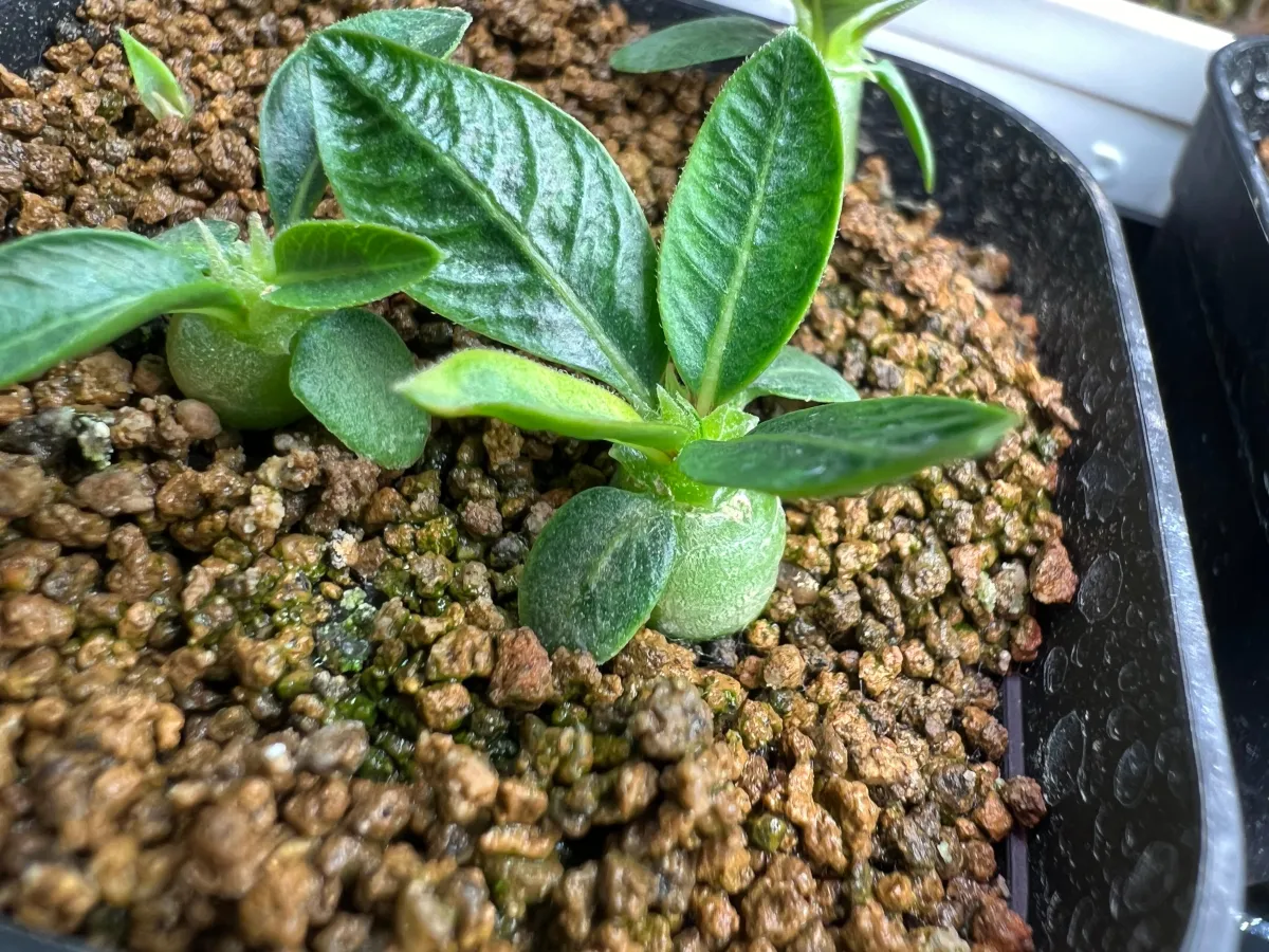 Pachypodium rosulatum subsp. makayense (パキポディウム マカイエンセ)