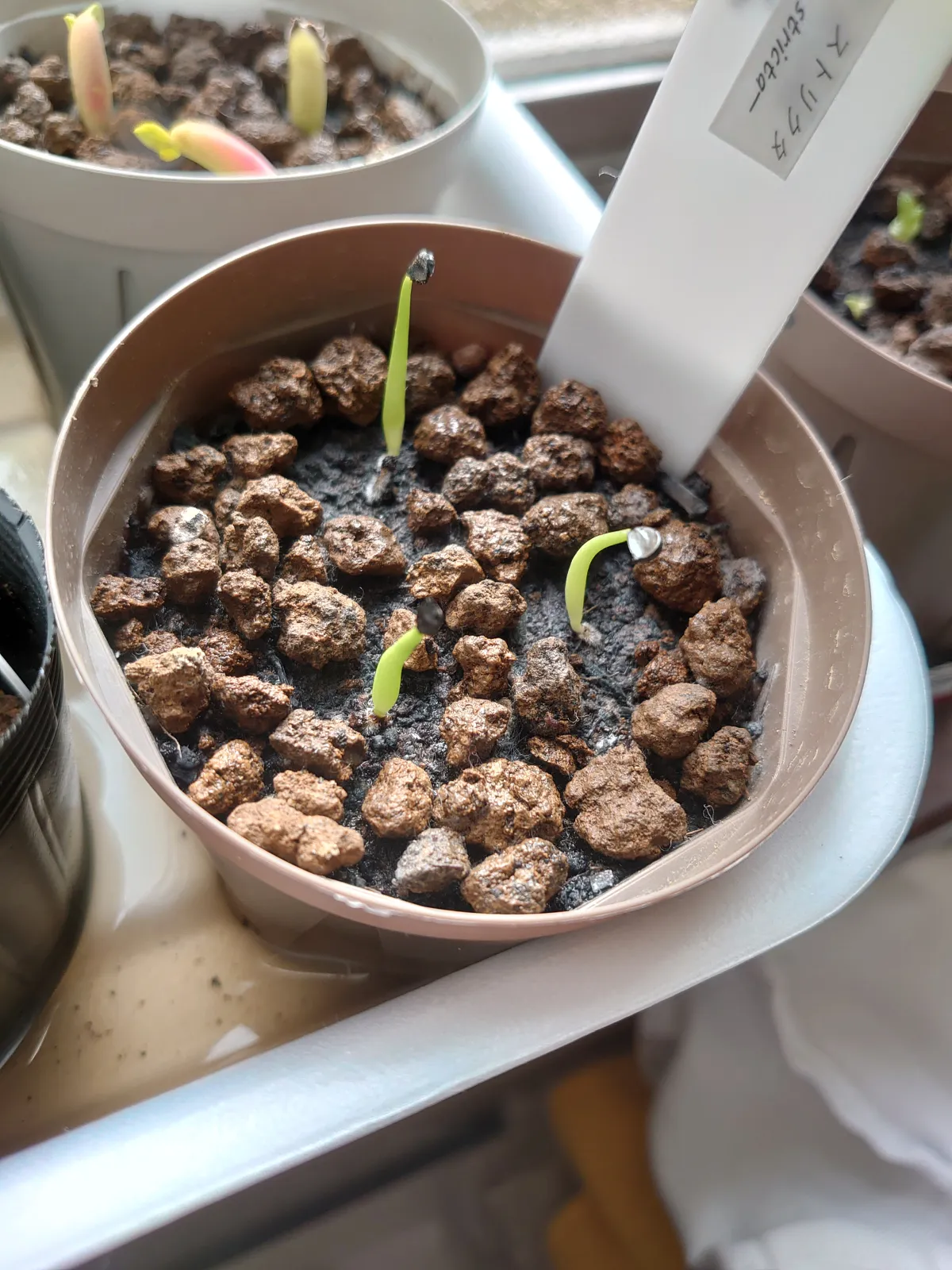 Agave stricta (アガベ ストリクタ)