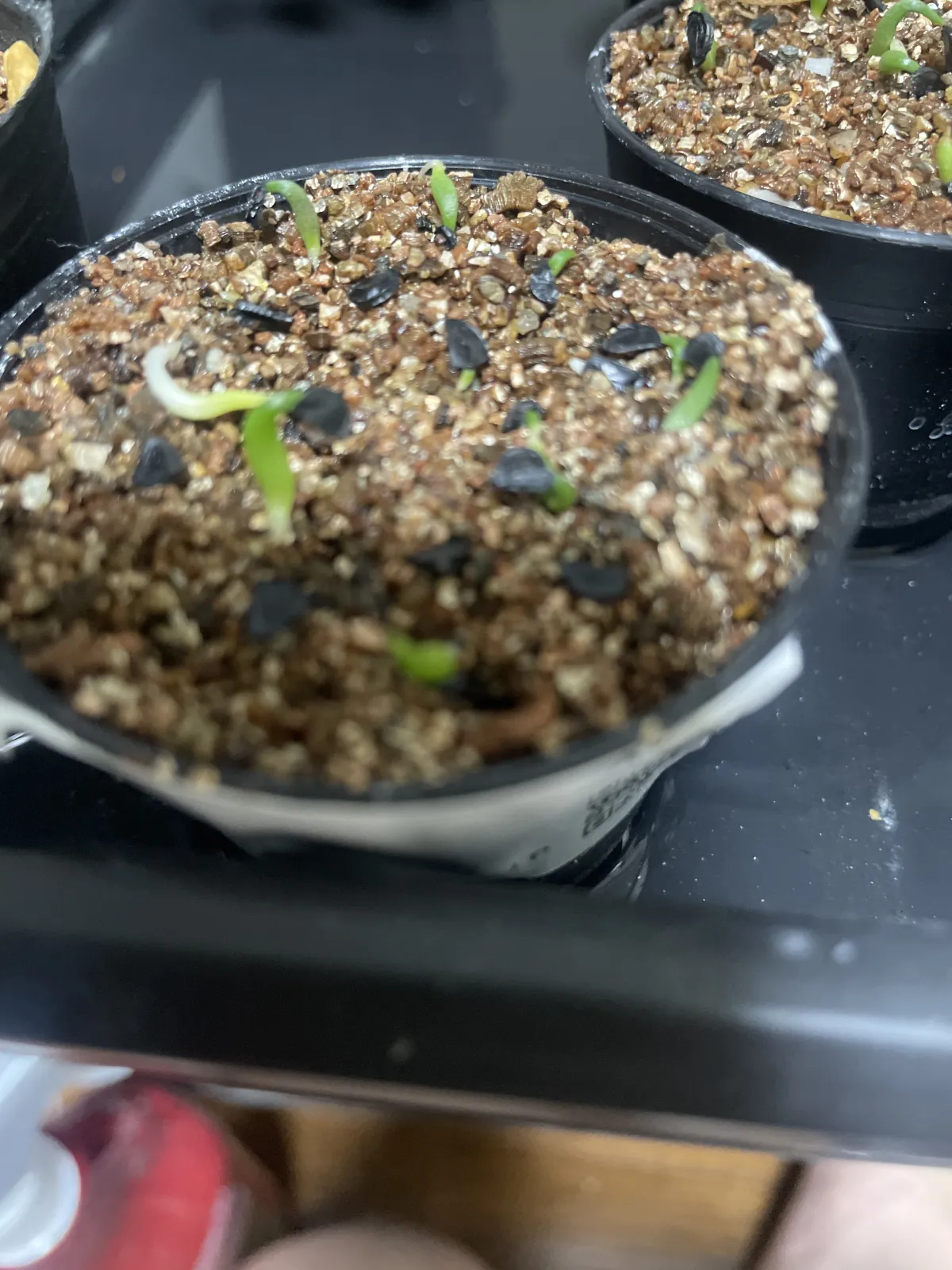 Agave titanota (アガベ チタノタ ドワーフ)