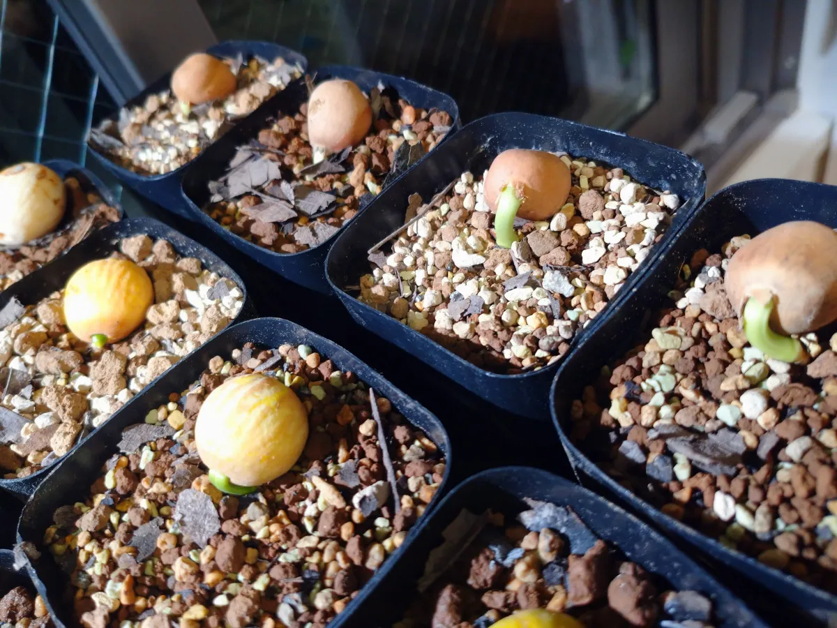 Dioon edule (ディオーン エデューレ)