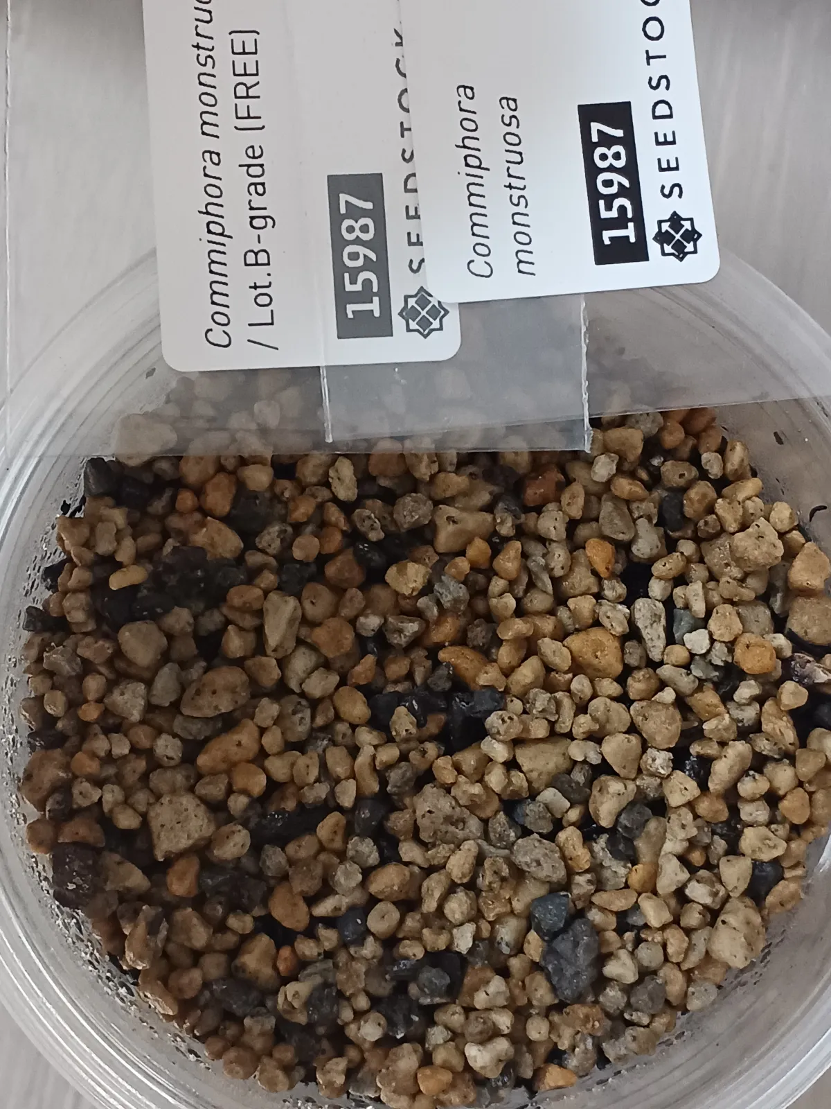 Commiphora monstruosa (コミフォラ モンストローサ)