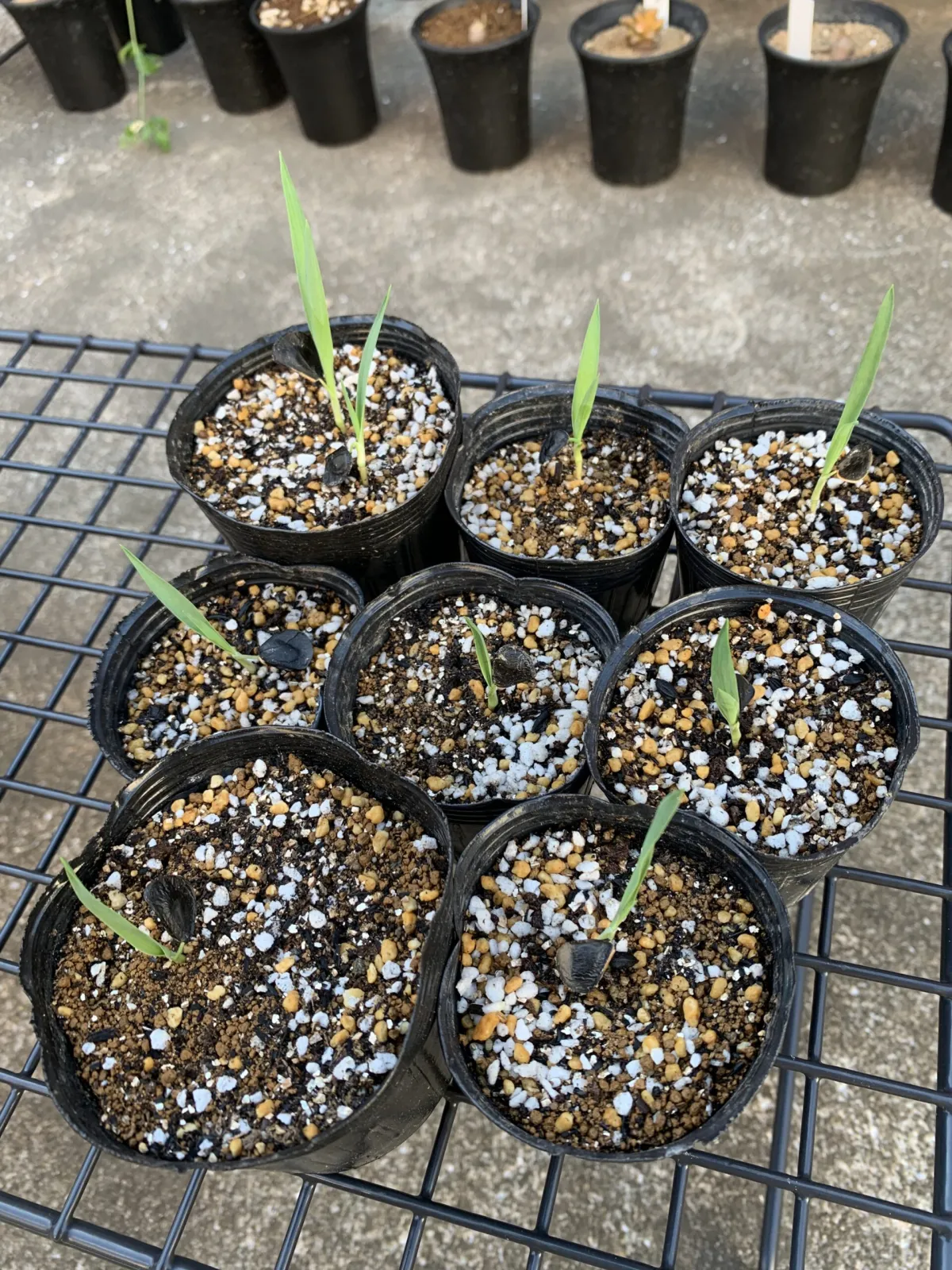 Yucca arkansana (ユッカ アルカンサーナ)