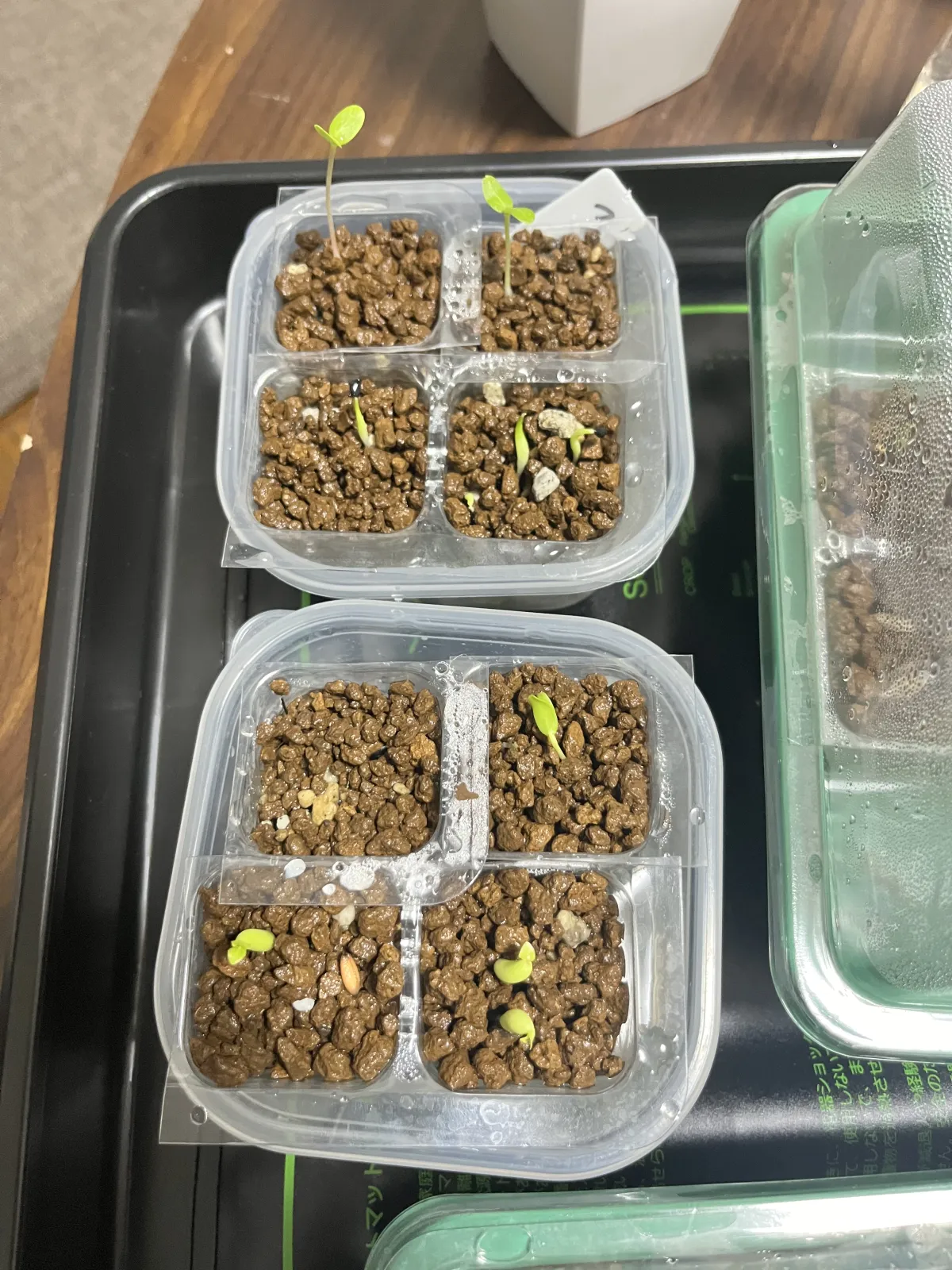 Agave oteroi (アガベ オテロイ)