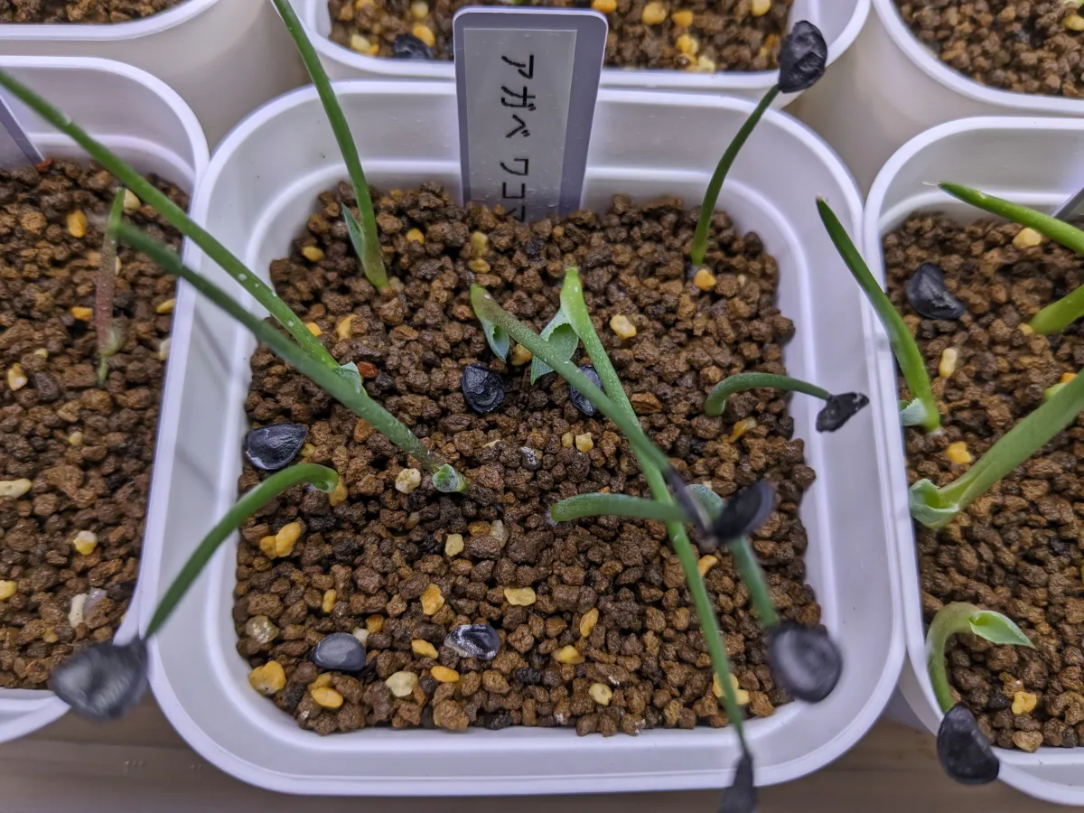 Agave wocomahi (アガベ ワコマヒー)