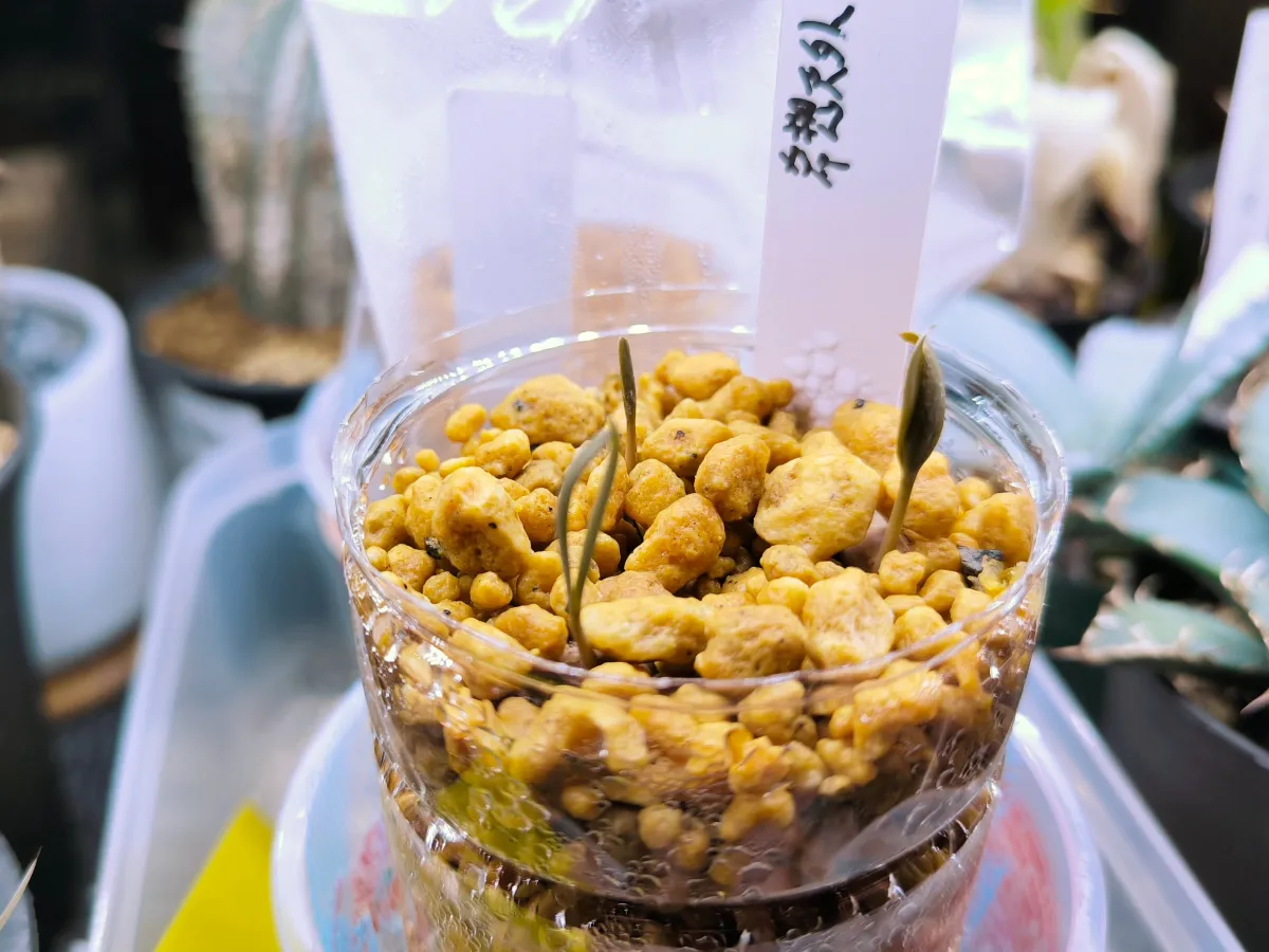 Welwitschia mirabilis (ウェルウィッチア ミラビリス 奇想天外)