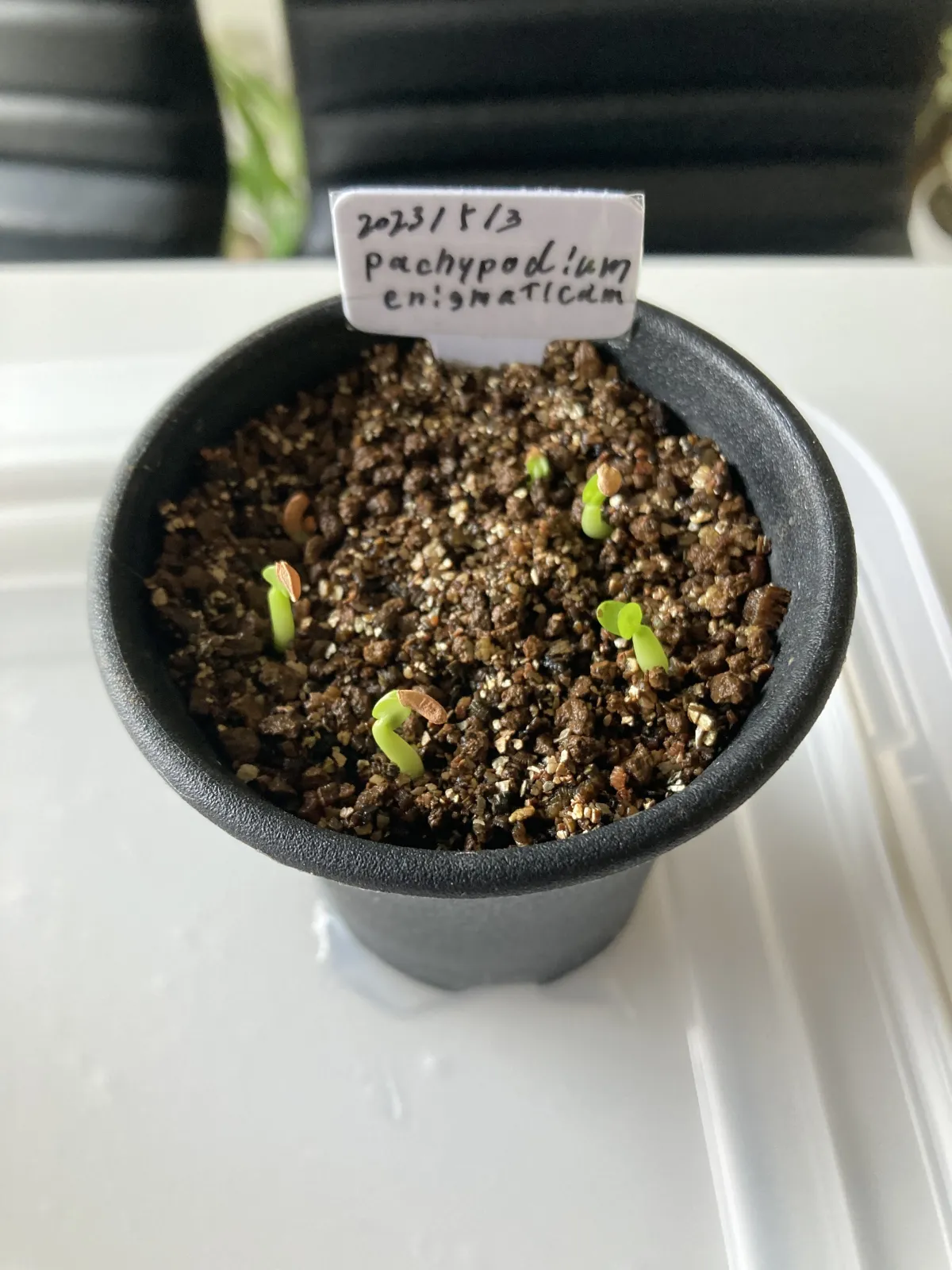 Pachypodium enigmaticum (パキポディウム エニグマチカム)