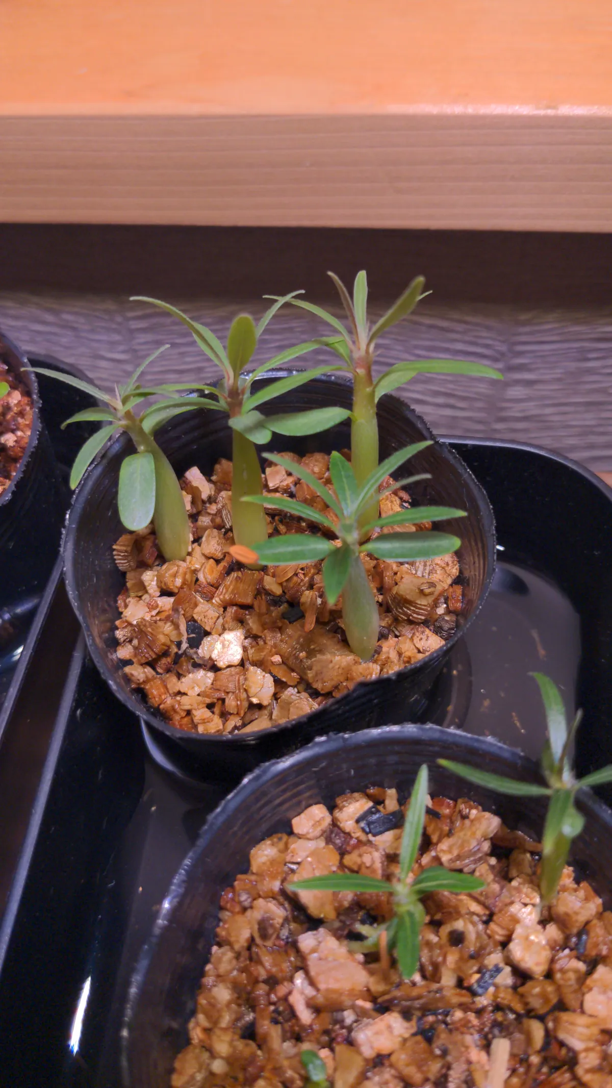 Pachypodium rosulatum var. gracilius (パキポディウム グラキリス)