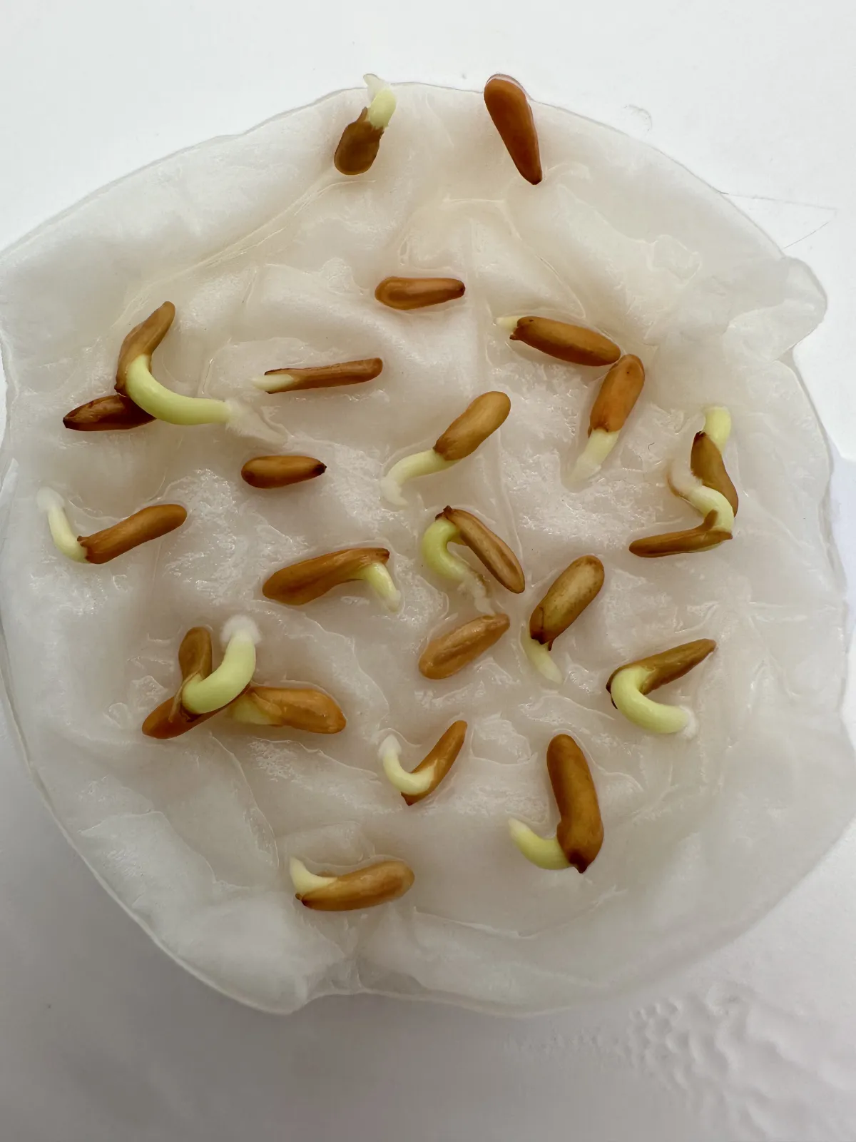 Pachypodium rosulatum ssp. cactipes (パキポディウム カクチペス)