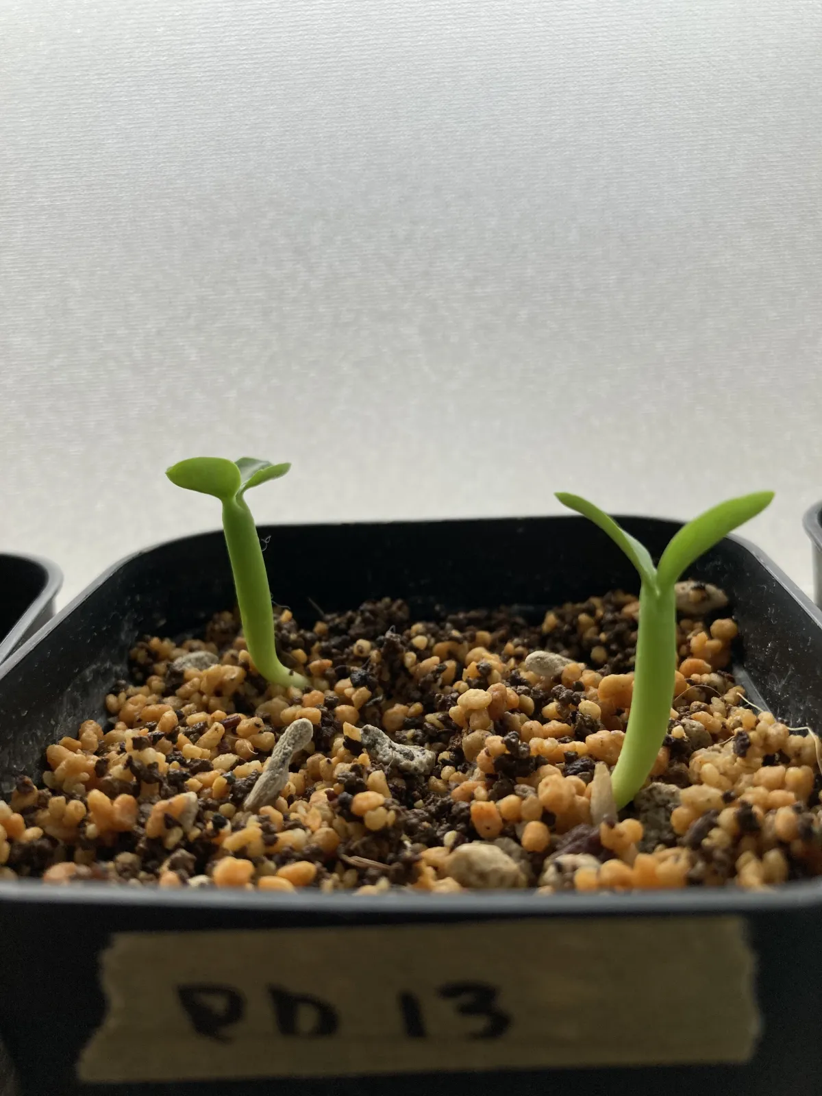 Pachypodium lamerei (パキポディウム ラメレイ 夢叶棒)