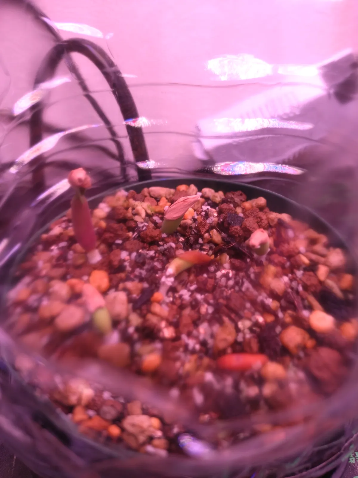 Adenium obesum thai socotranum DHA (アデニウム タイソコ DHA)