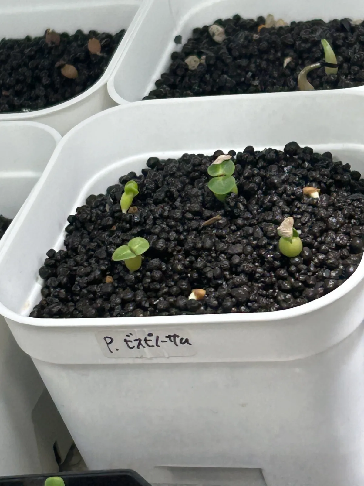 Pachypodium bispinosum (パキポディウム ビスピノーサム)