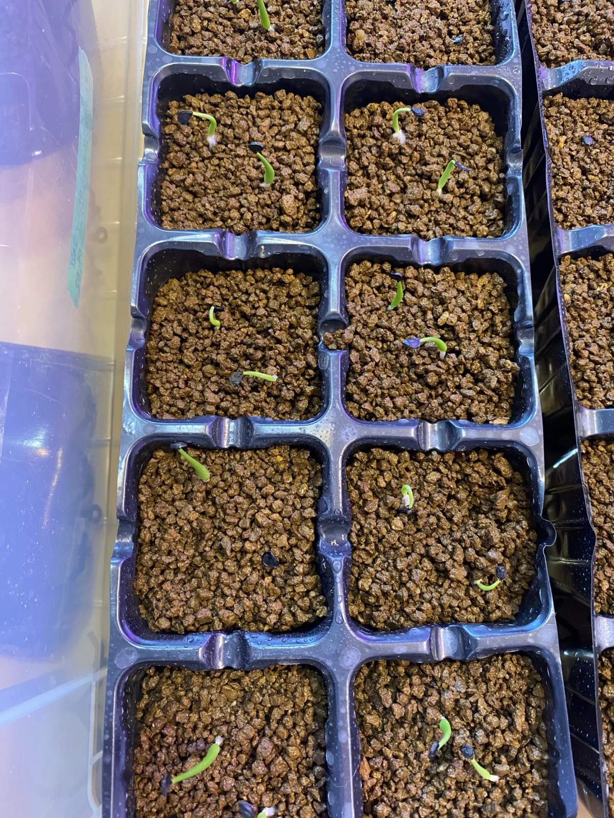 Agave utahensis ssp. utahensis (アガベ ユタエンシス)