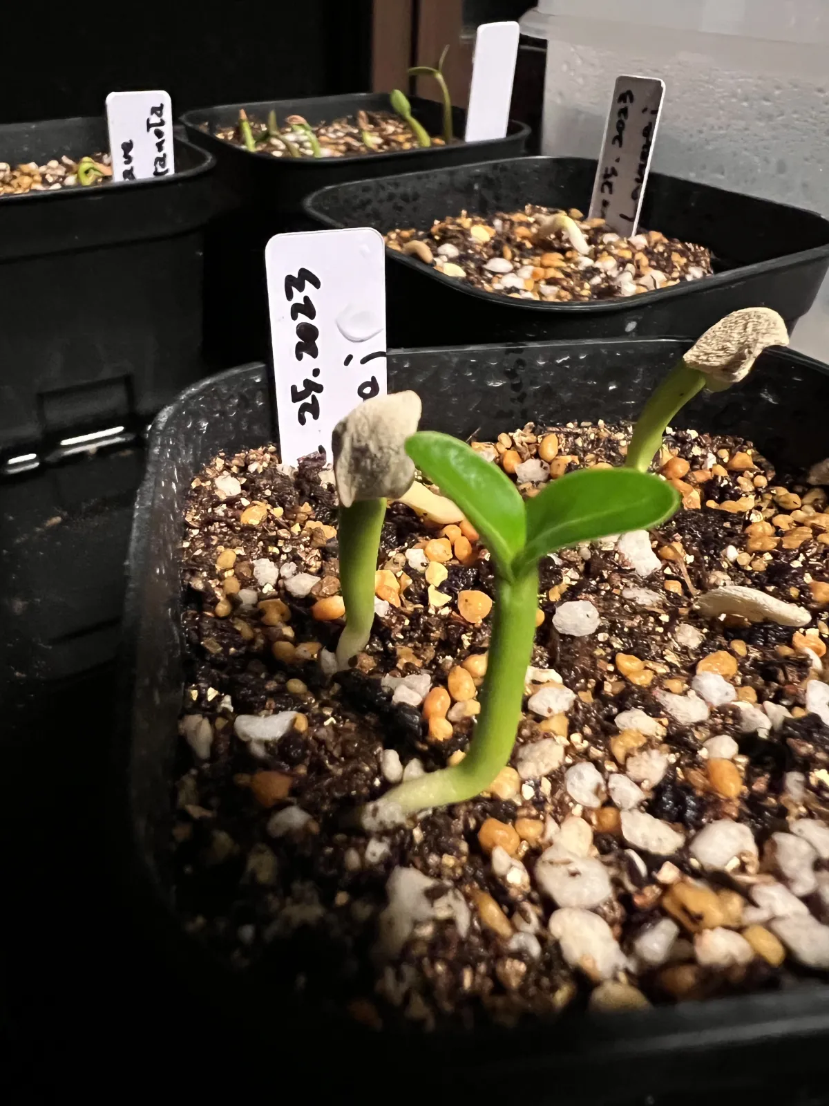 Pachypodium lamerei (パキポディウム ラメレイ 夢叶棒)
