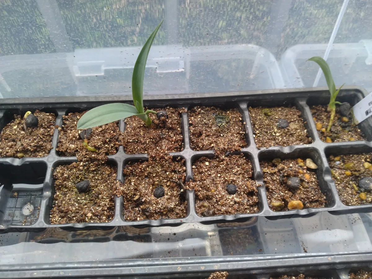 Yucca periculosa (ユッカ ペリクローサ)