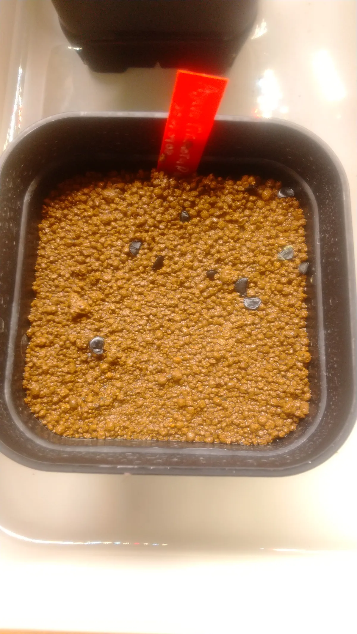 Agave titanota (アガベ チタノタ ドワーフ)