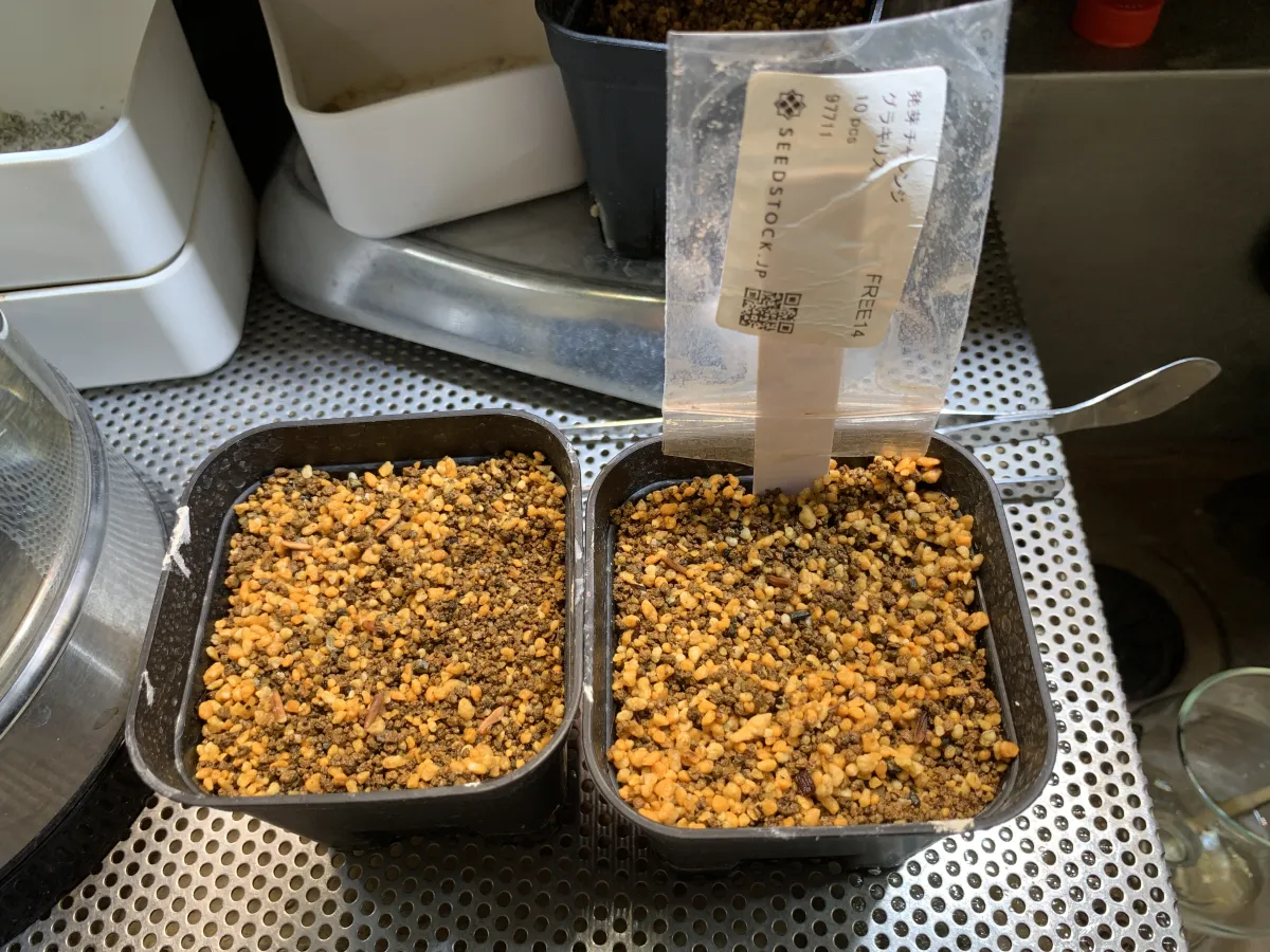 [無料種子] 発芽難 パキポディウム グラキリス　 Pachypodium rosulatum var. gracilius