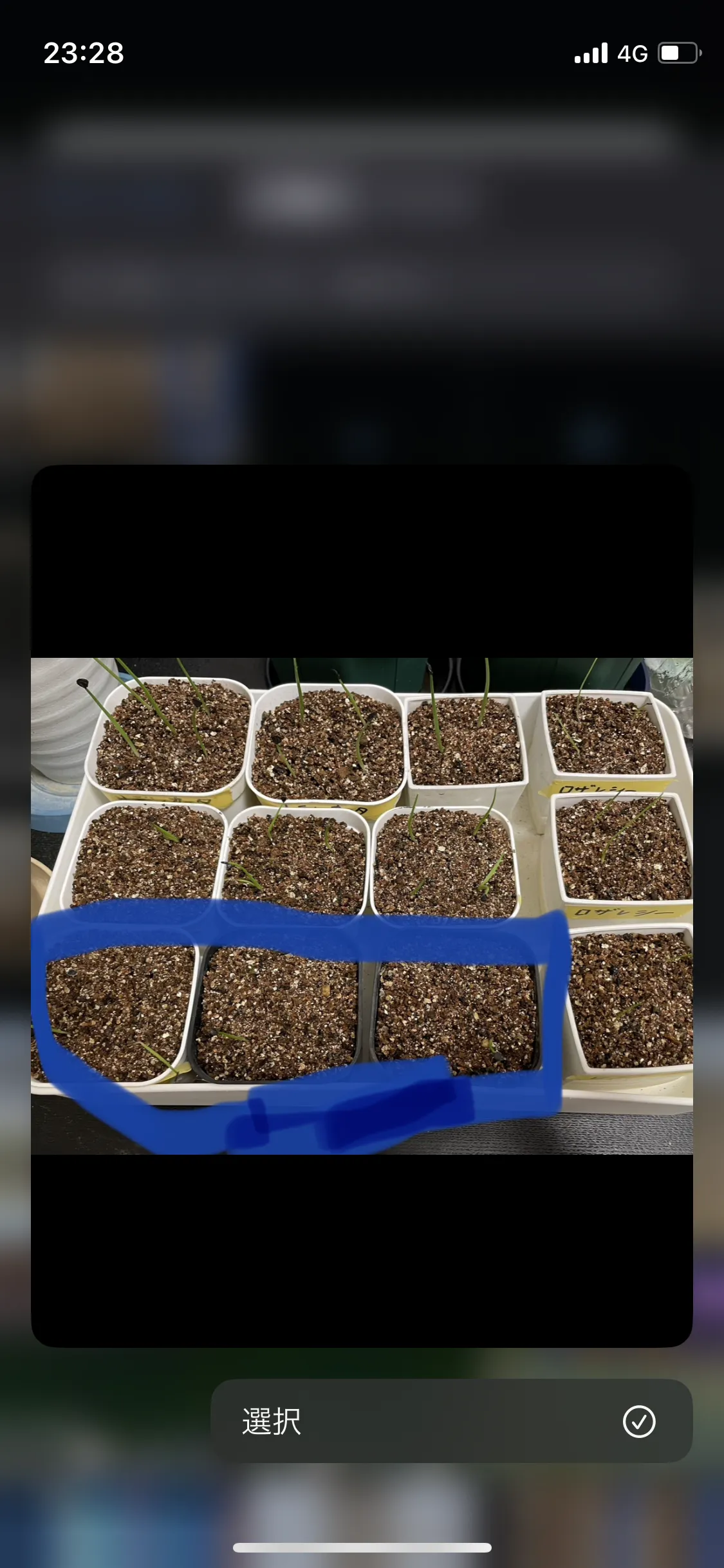 Agave muxii (アガベ ムキシー)