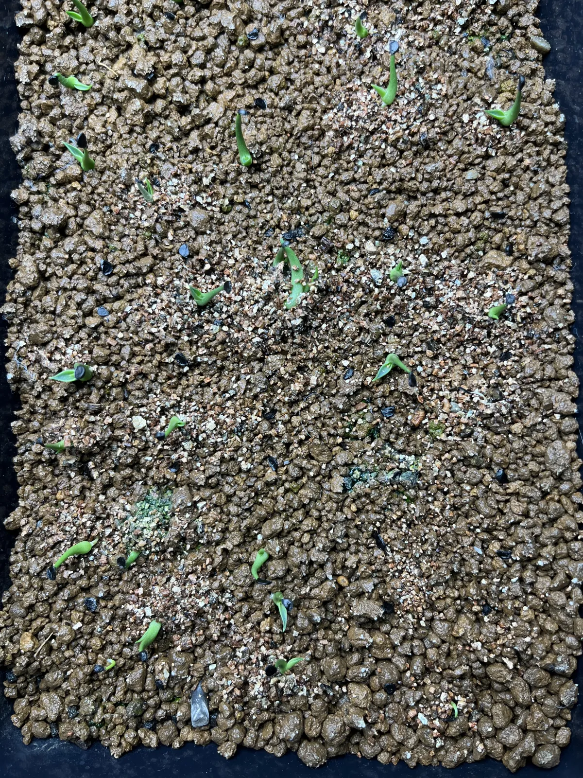 Agave utahensis var. eborispina (アガベ エボリスピナ)