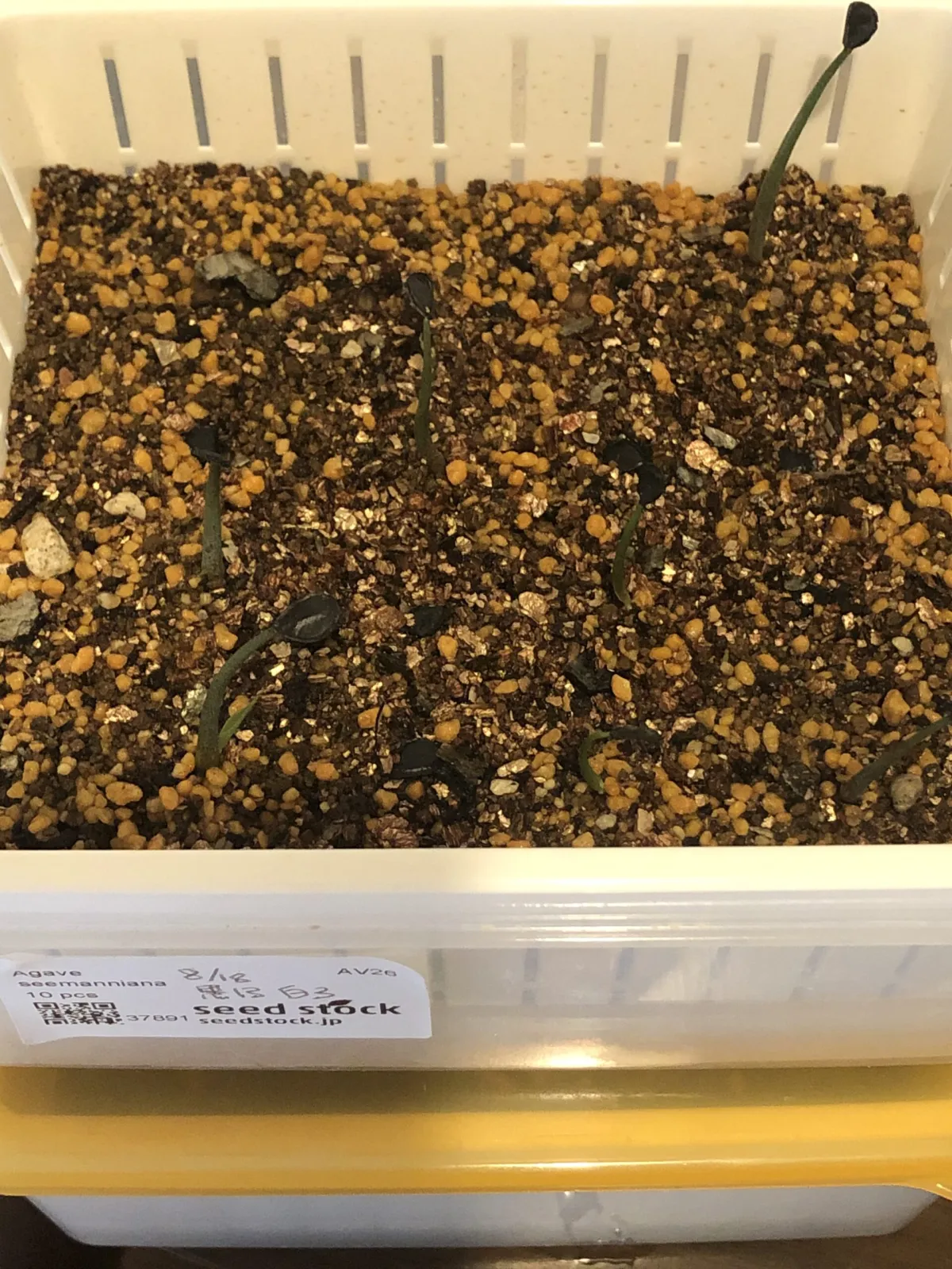 Agave seemanniana (アガベ シーマニアナ)