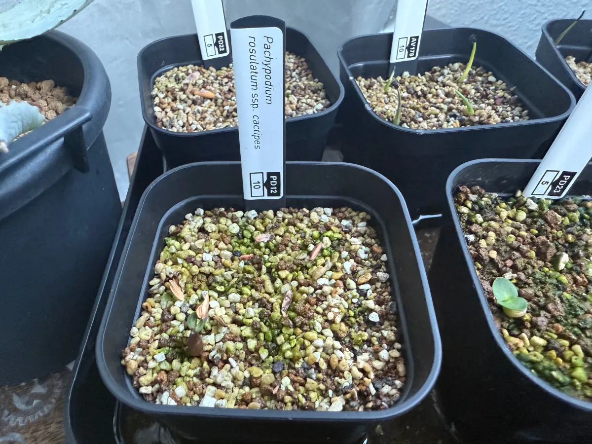 Pachypodium rosulatum ssp. cactipes (パキポディウム カクチペス)