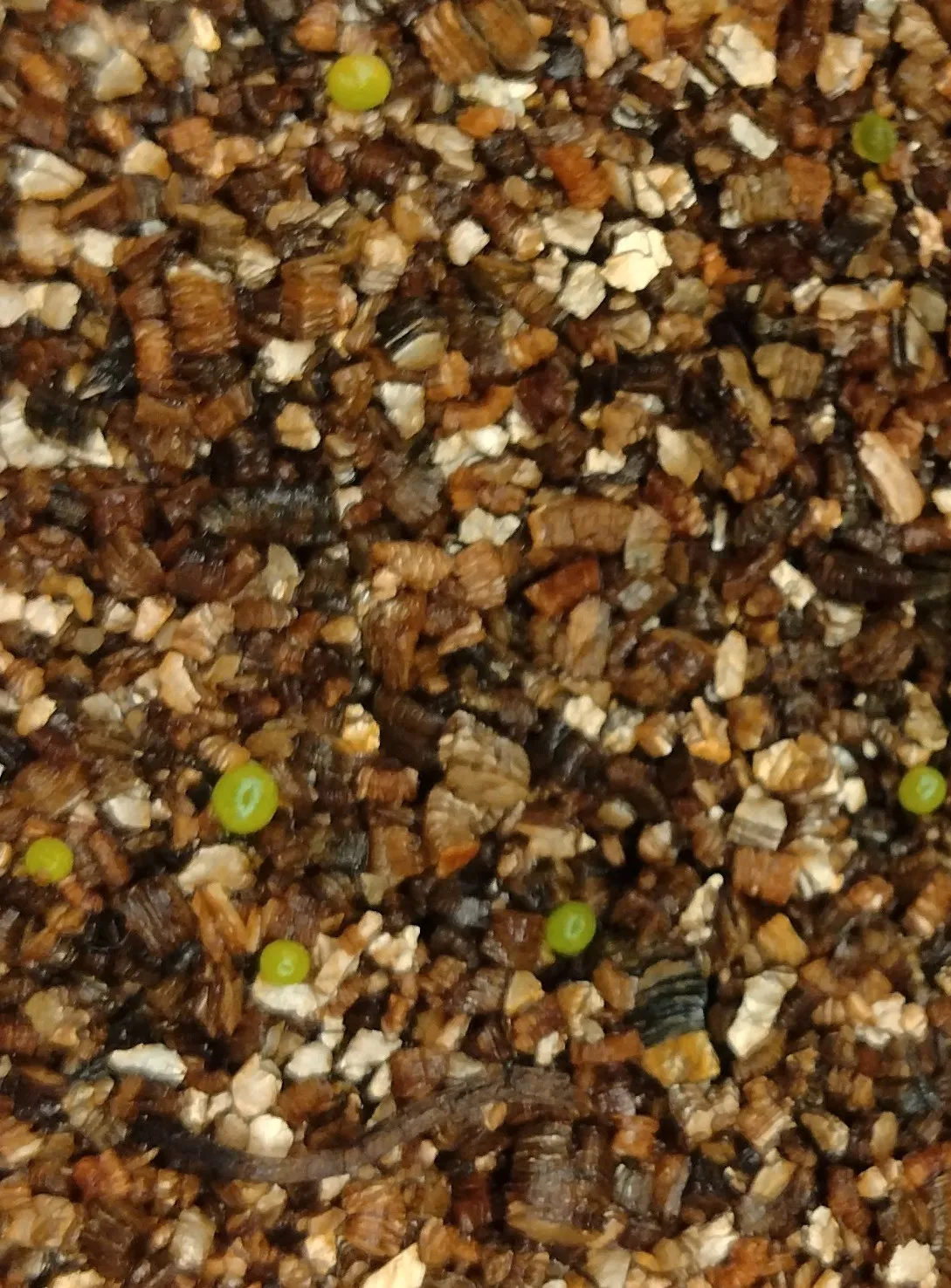 Conophytum calculus (コノフィツム カルキュルス 玉翡翠)