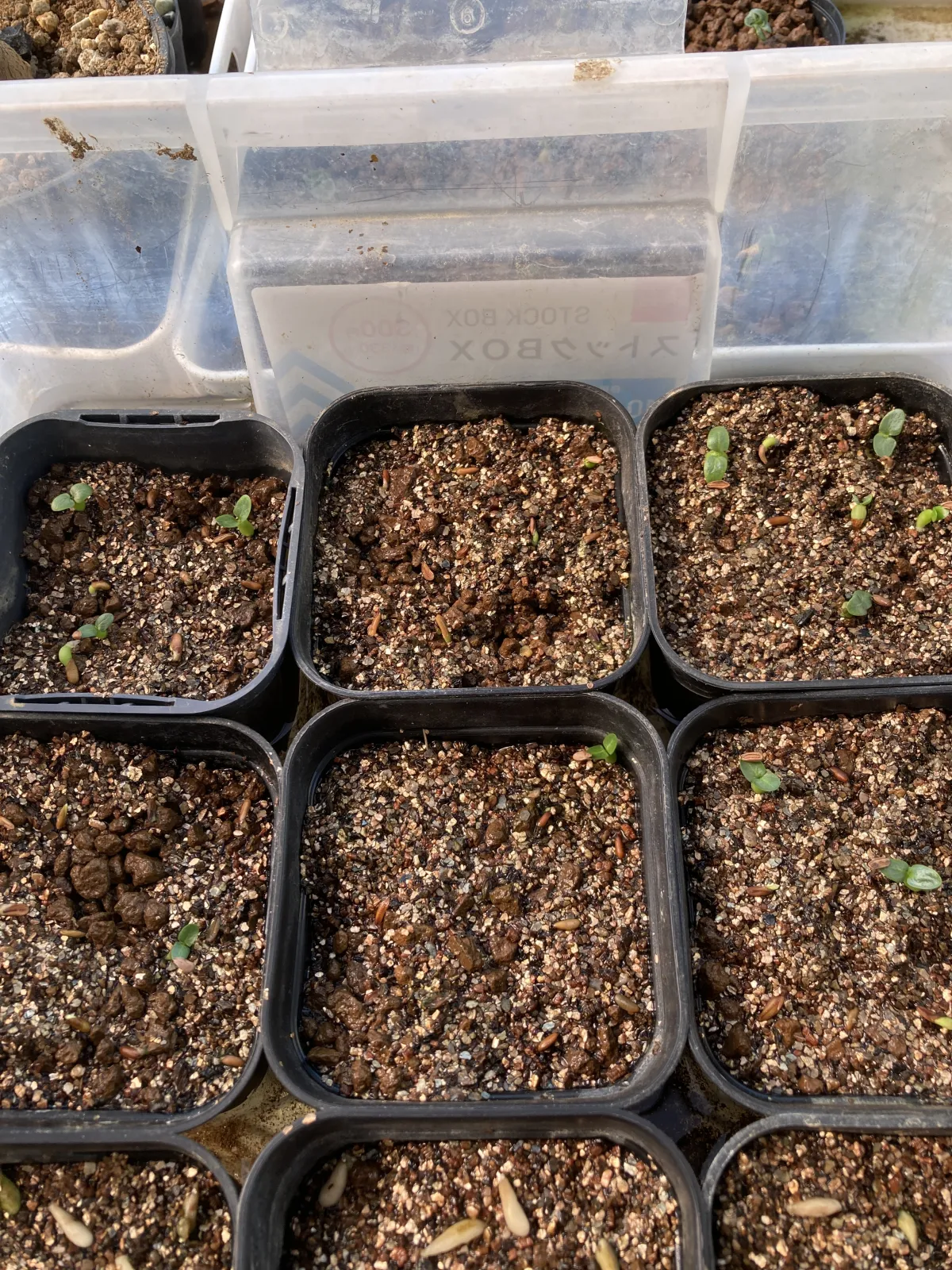 Pachypodium brevicaule subsp. leucoxanthum (パキポディウム レウコキサンツム)