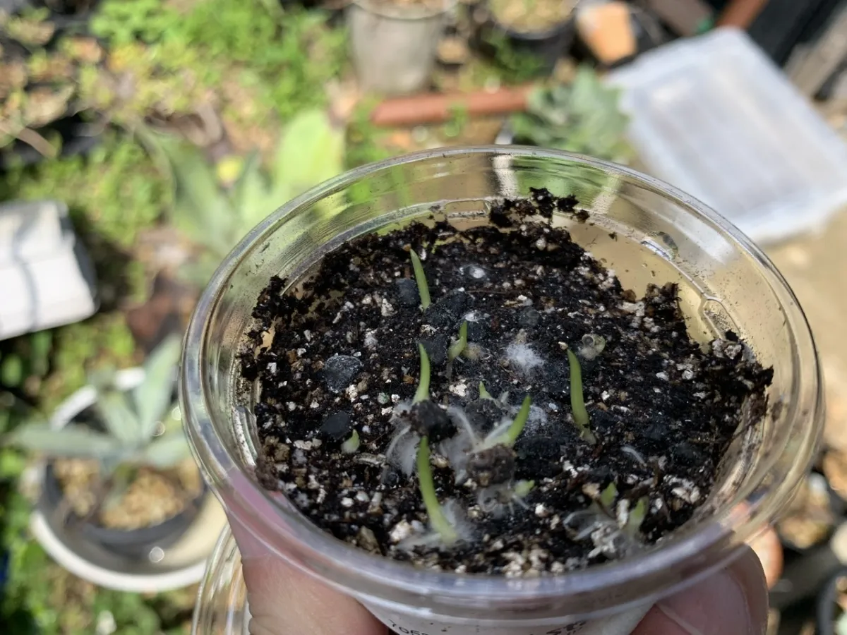 Musa velutina (ピンクバナナ)