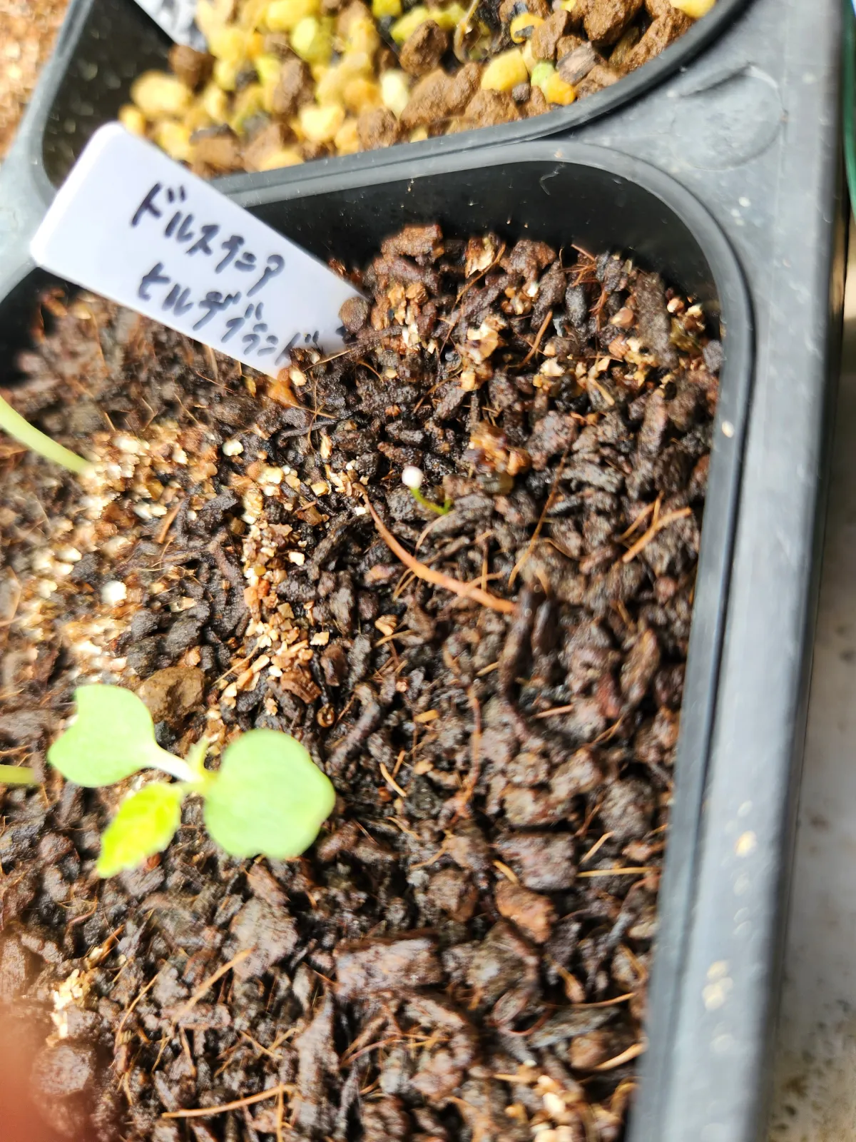 Dorstenia hildebrandtii (ドルステニア ヒルデブランドティー)