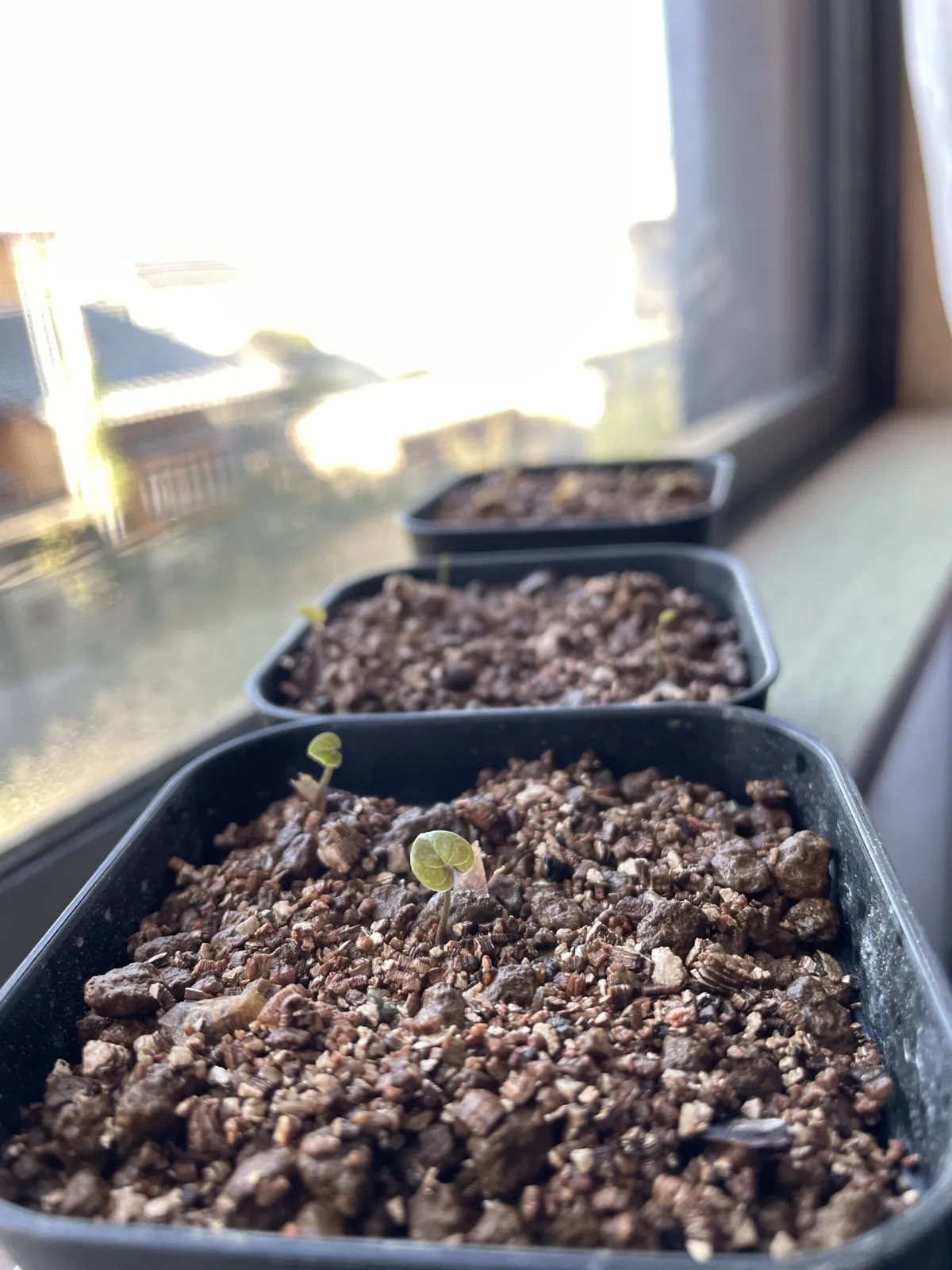 Dioscorea elephantipes (ディオスコレア エレファンティペス アフリカ亀甲竜)