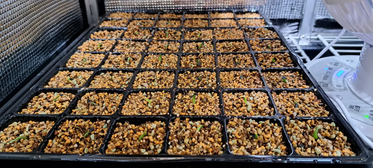 Agave oteroi (アガベ オテロイ)