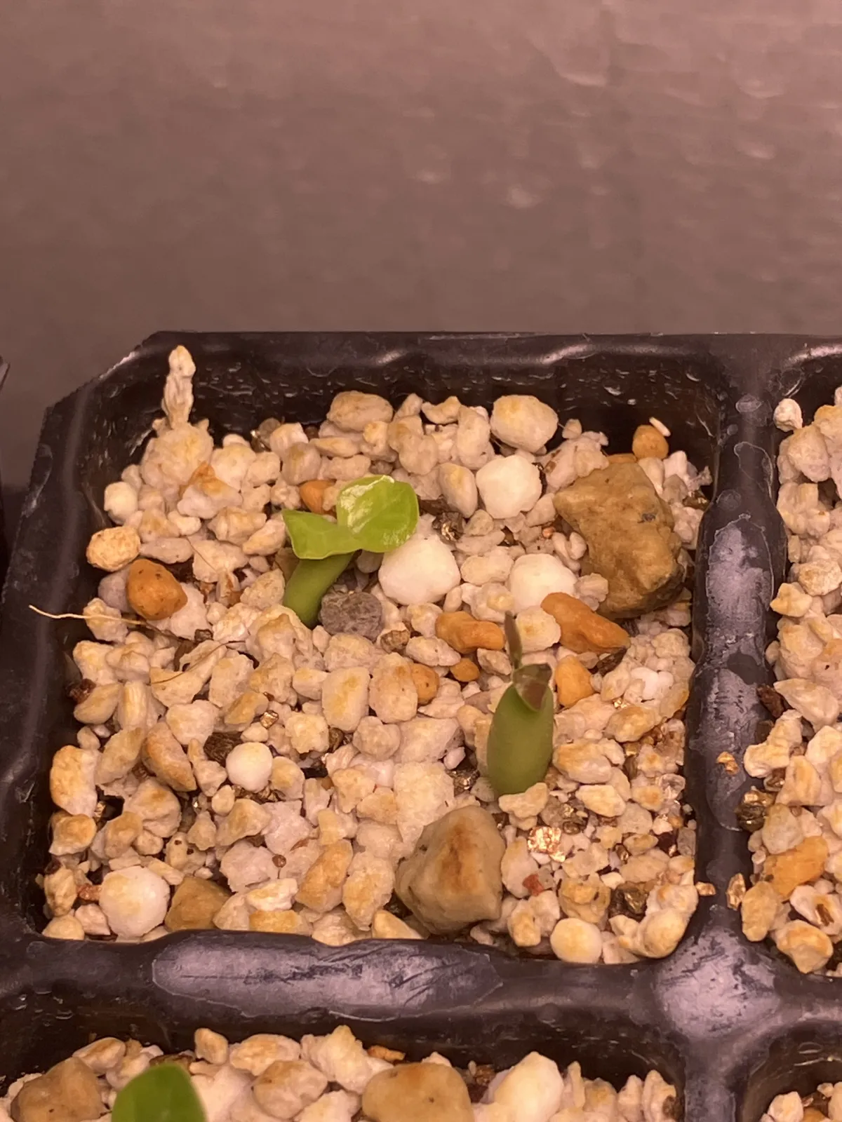 Adenium obesum (アデニウム オベスム)