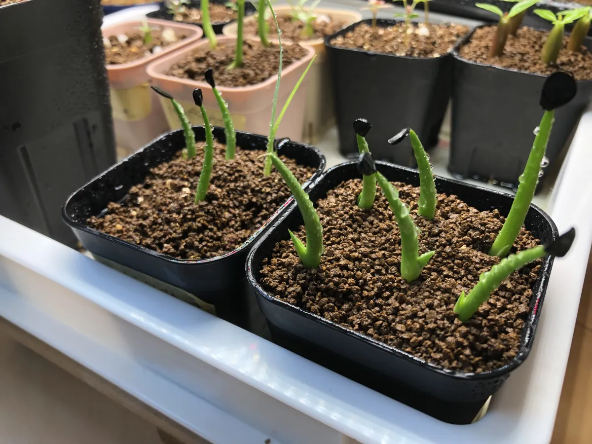 Agave americana var. franzosinii (アガベ フランゾシニー)