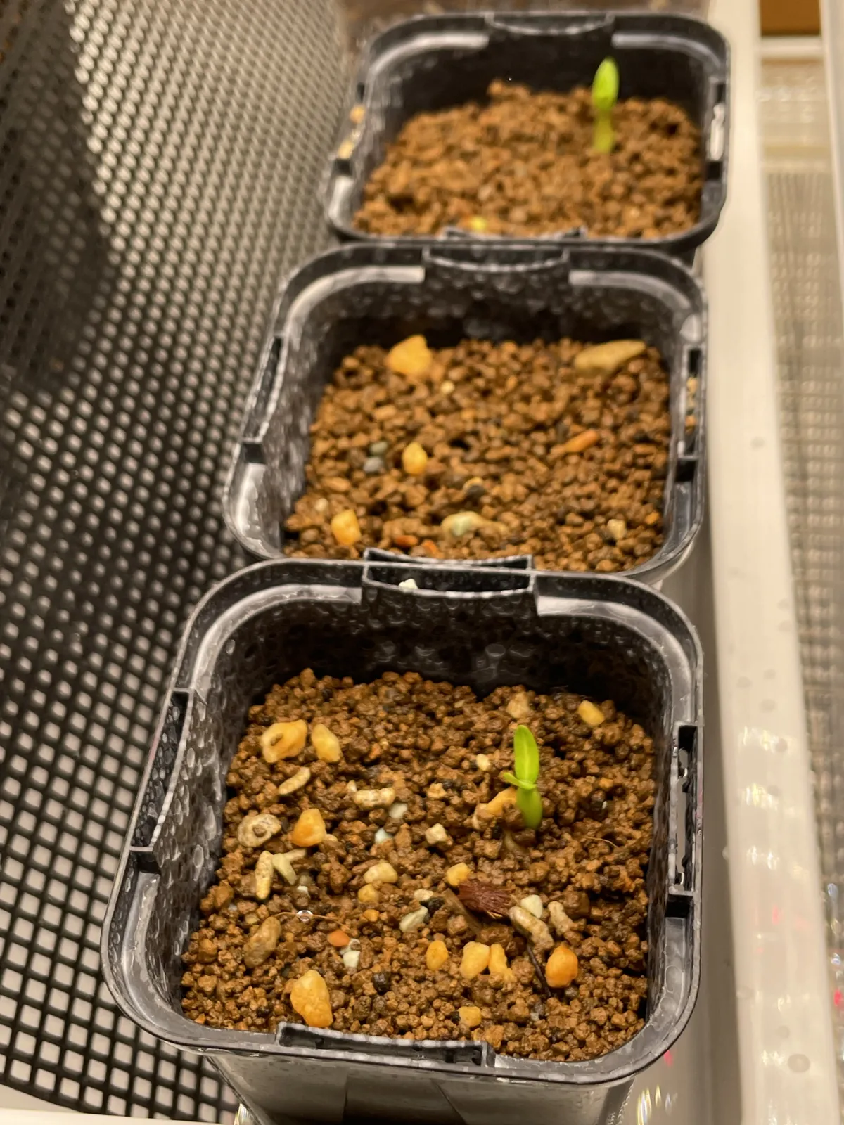 Pachypodium rosulatum var. gracilius (パキポディウム グラキリス)