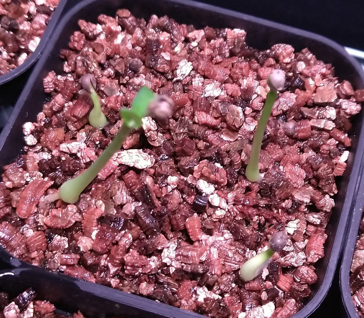 Euphorbia obesa subsp. obesa (ユーフォルビア オベサ)