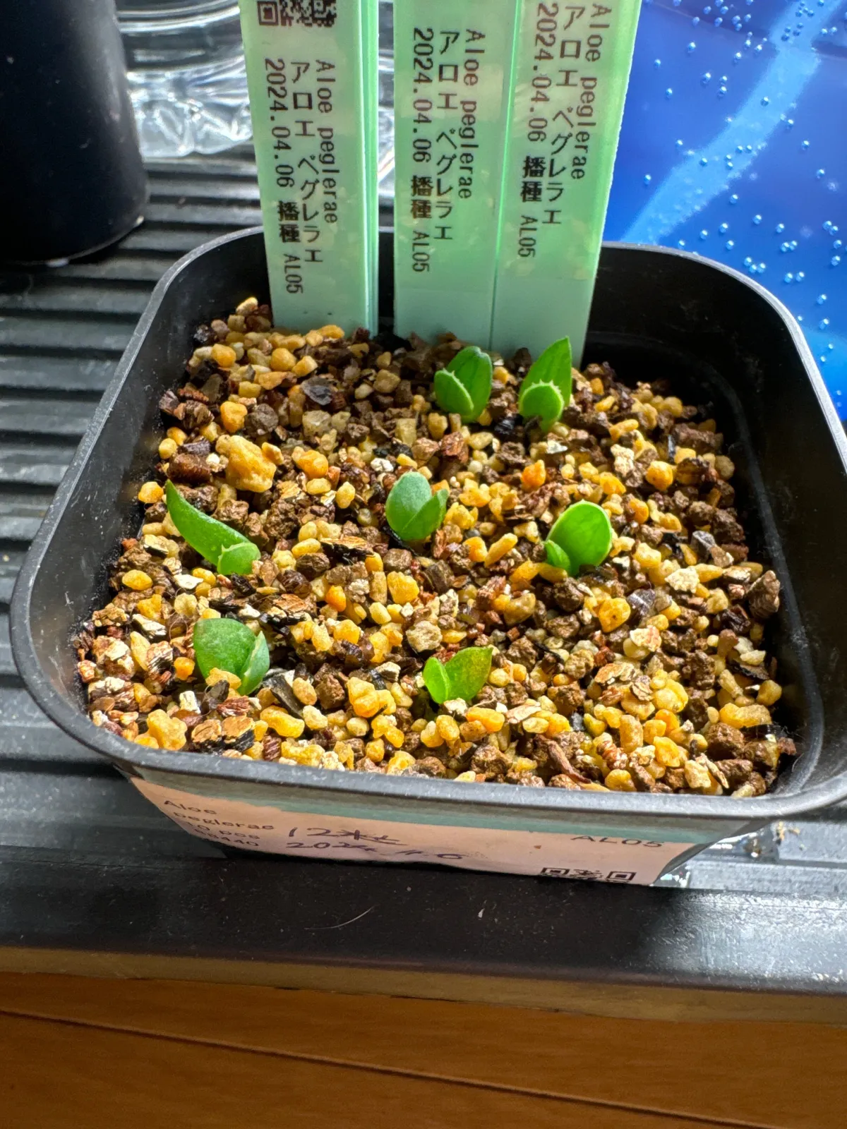 Aloe peglerae (アロエ ペグレラエ)