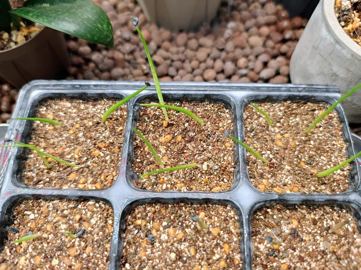 Agave utahensis var. eborispina 'Hayford' (アガベ エボリスピナ ヘイフォード)