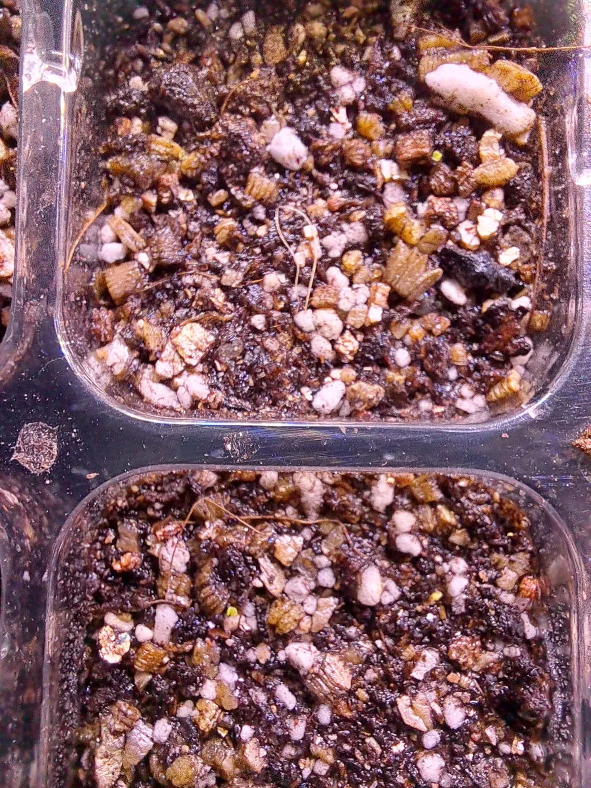 Echeveria rosea (エケベリア ロゼア)