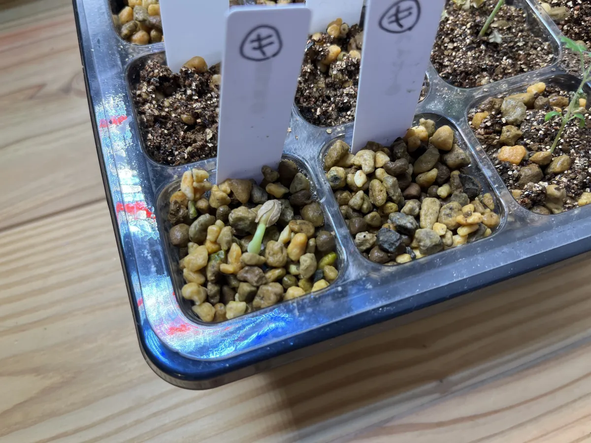 Cyphostemma juttae (キフォステンマ ユッタエ)