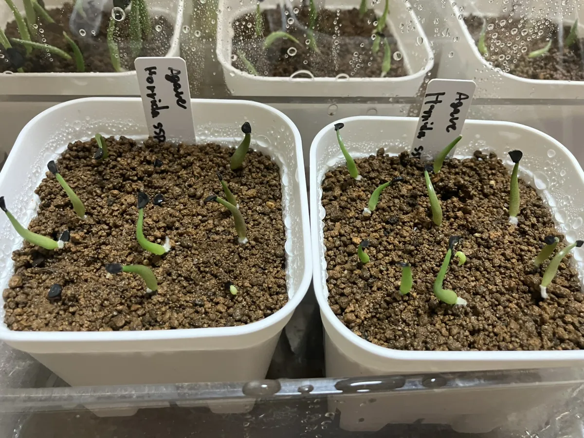 Agave horrida ssp. horrida (アガベ ホリダ)