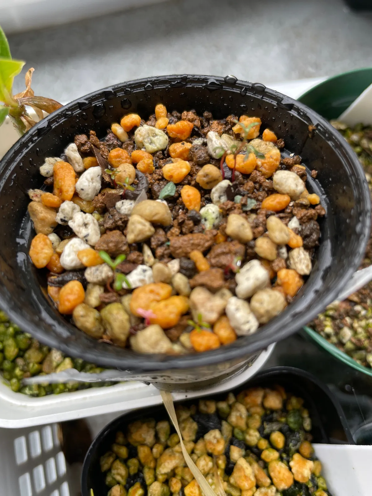 Eucalyptus websteriana Heart Leaf Eucalyptus (ユーカリ ウェブステリアナ)