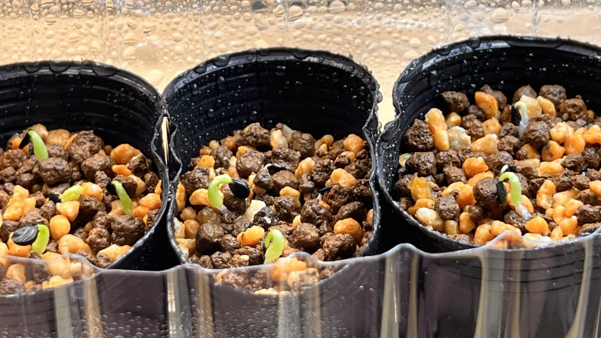 Agave victoriae-reginae (アガベ ビクトリアレジーナエ 笹の雪)