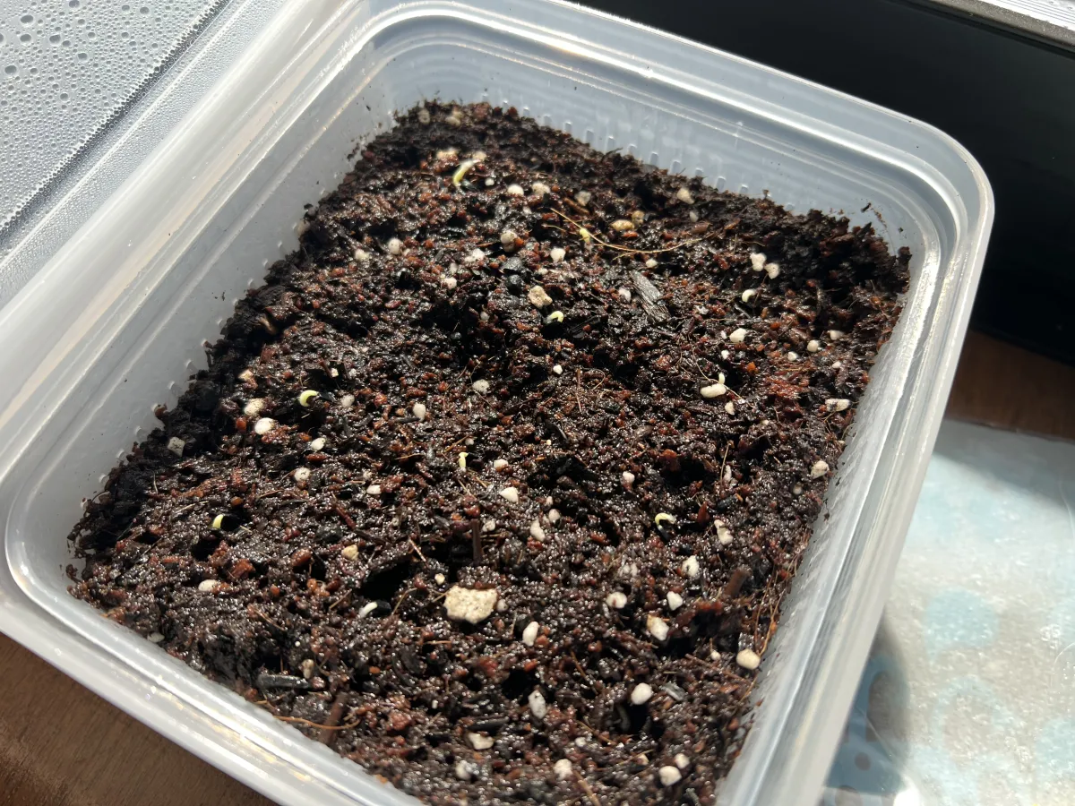 Agave horrida ssp. horrida (アガベ ホリダ)